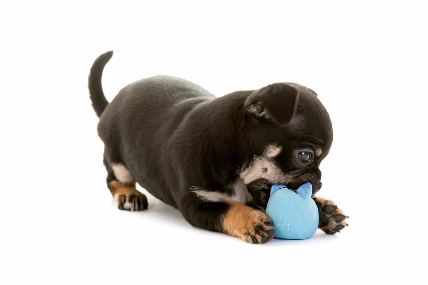 Chug dog chewing a ball
