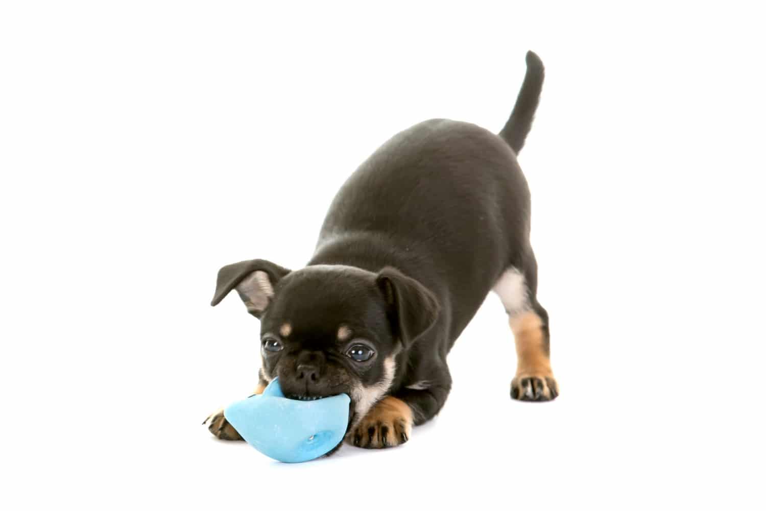 Chug dog with a small blue ball