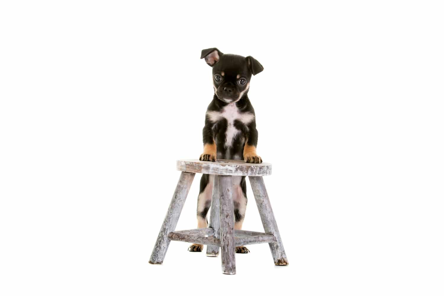 Chug dog stood on a small stool