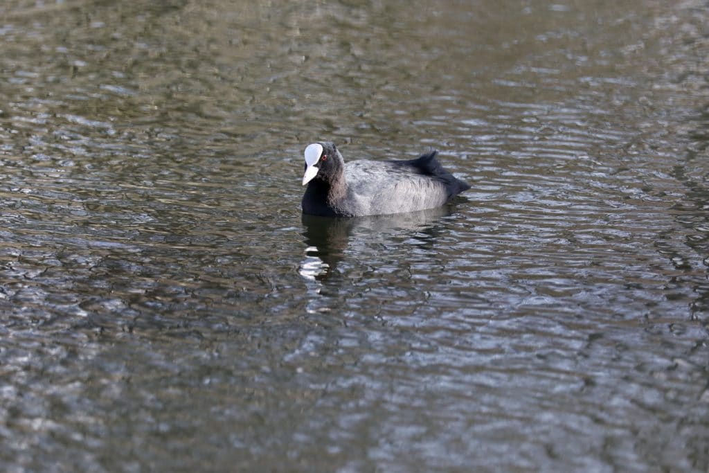 Coot photographed on Hammonds Pond, Carlisle