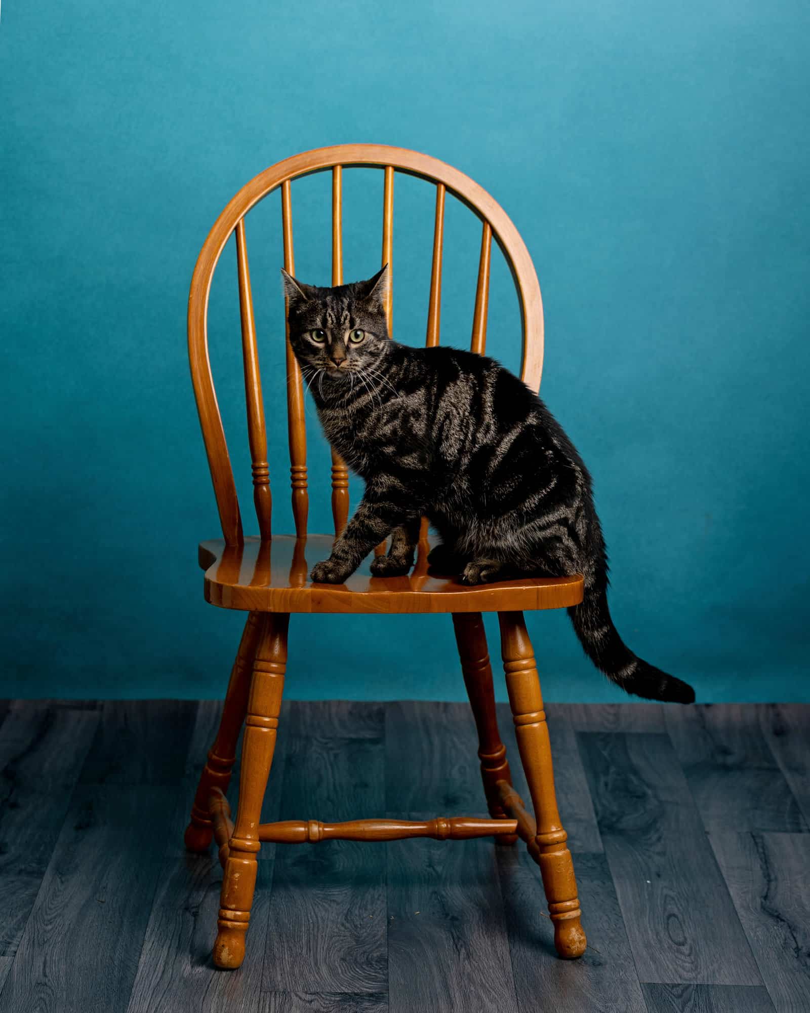Tortoiseshell cat sat on a wooden chair in a studio in Carlisle