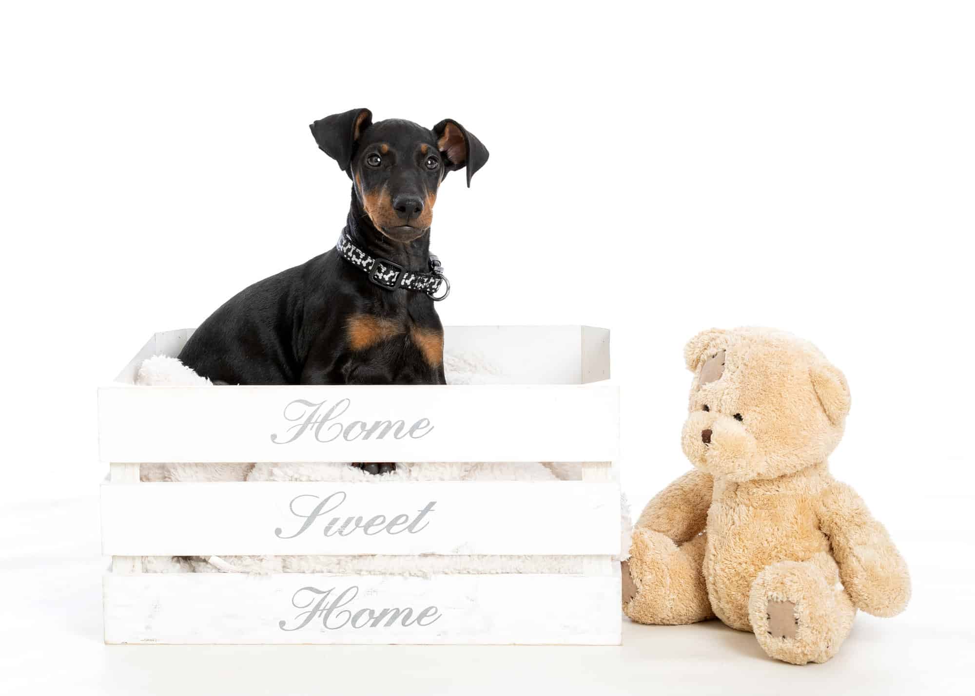 Dachshund sat in a white crate with a teddybear sat beside