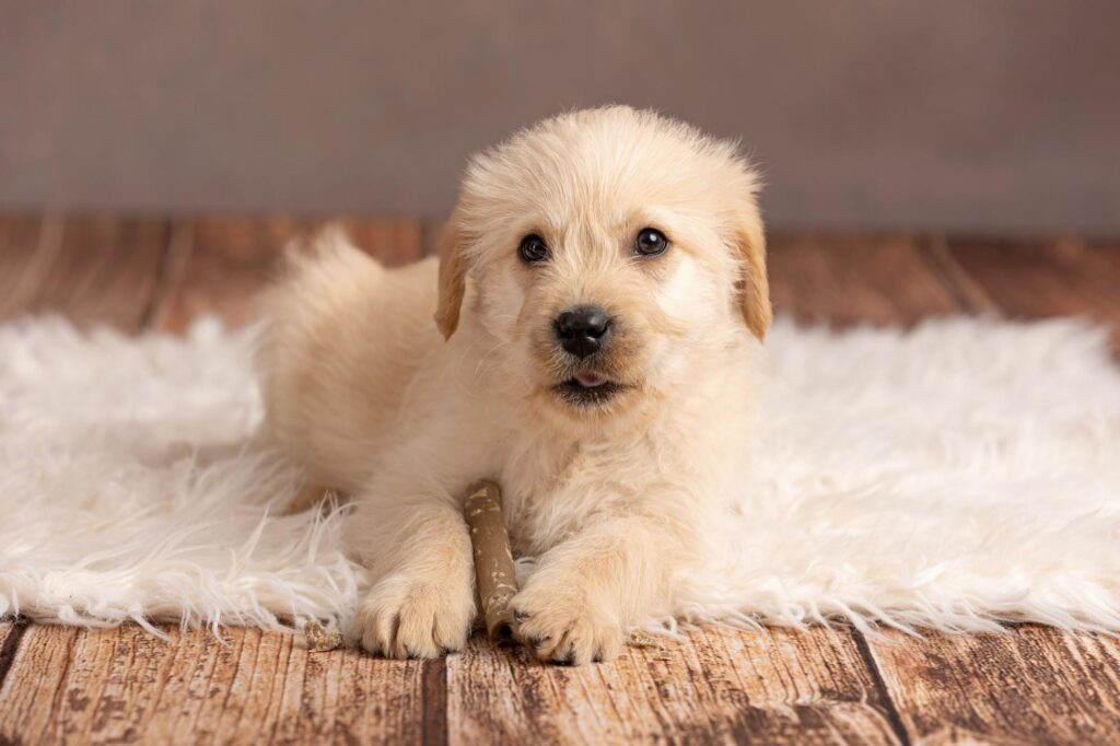 A golden coloured puppy laying on a white rug.